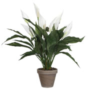 Artificial Plant - White Spathiphyllum - MICA